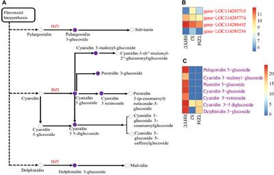 Integrated transcriptome and metabolome profiling of Camellia reticulata reveal mechanisms of flower color differentiation